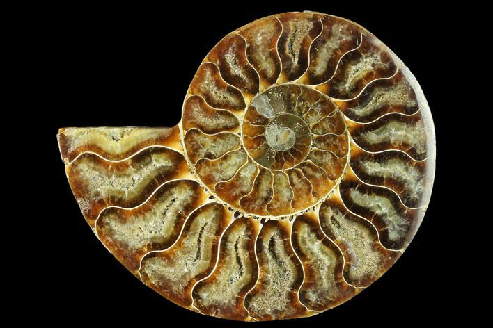 Cut & Polished Ammonite Fossil (Half) - Madagascar #166822